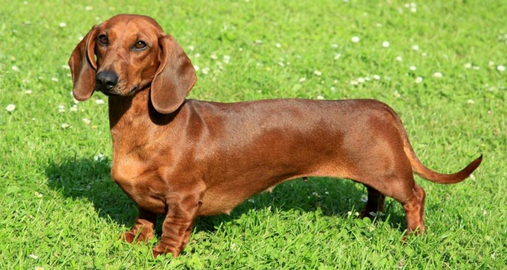 color and photo of the dachshund