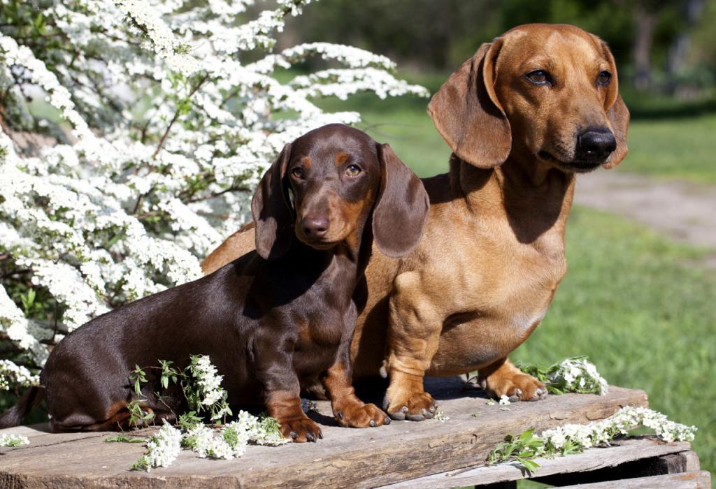 dachshund puppy color