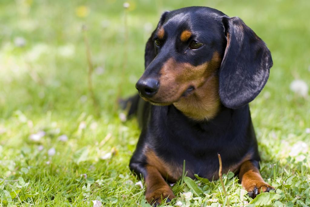 wild boar dachshund