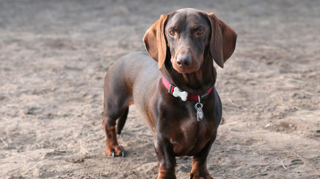 tiger dachshund