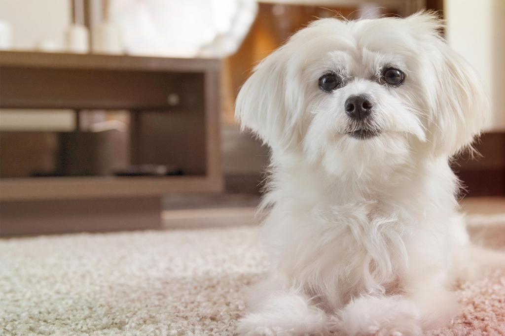 Maltese lapdog mini owner reviews