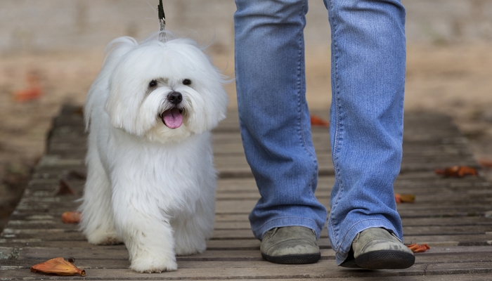 maltese lapdog boy