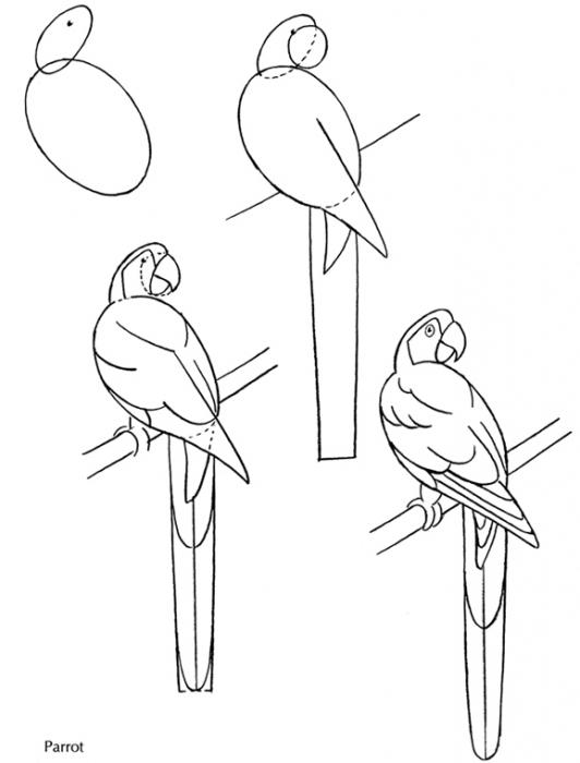 рисуем попугая