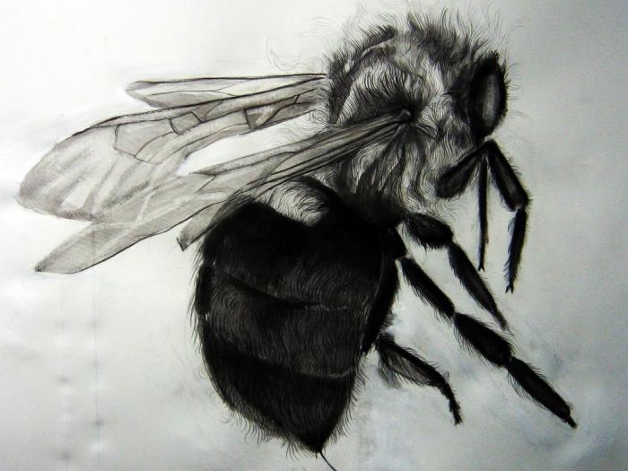 нарисовать пчелу