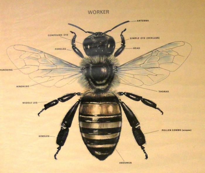 как рисовать пчелу