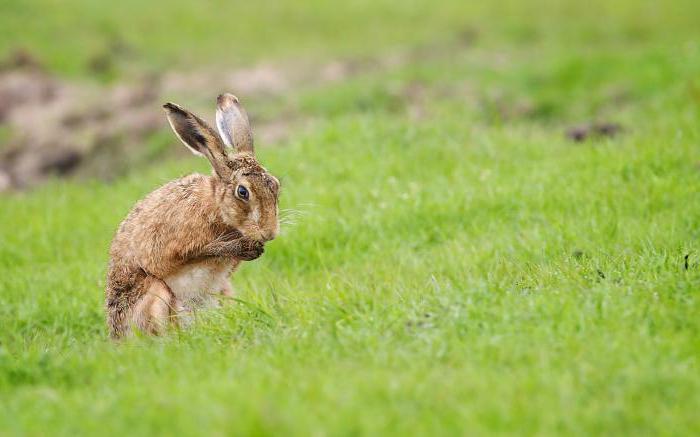 short description of hares