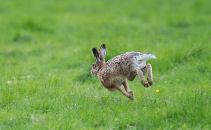 hare short description