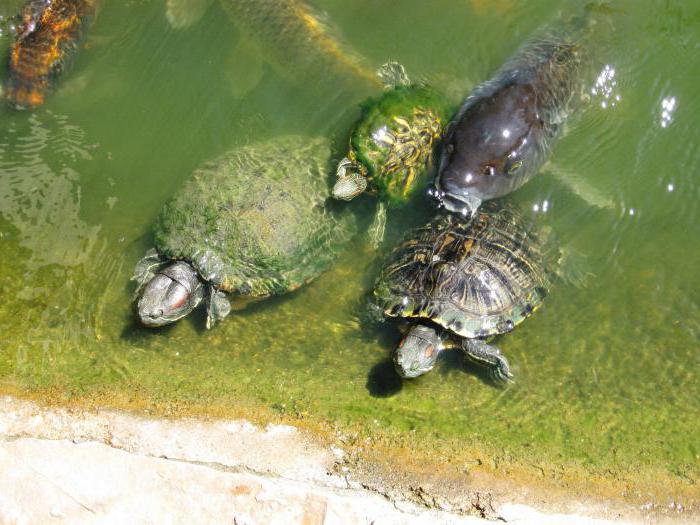 корм для водных черепах