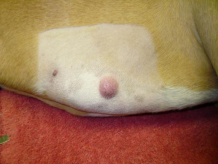 a cat on his stomach has a bump under the skin than to treat