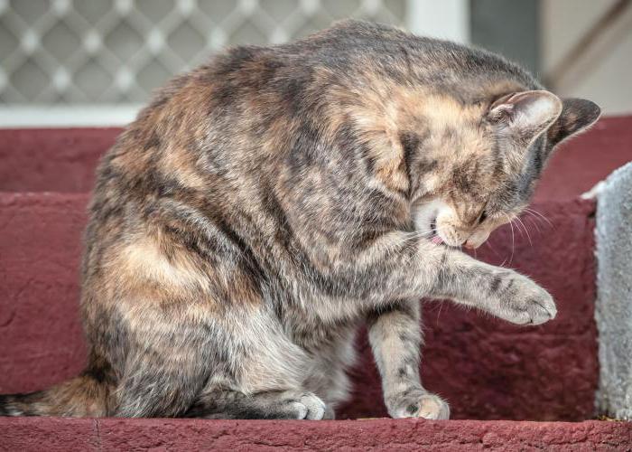 how to wash cats