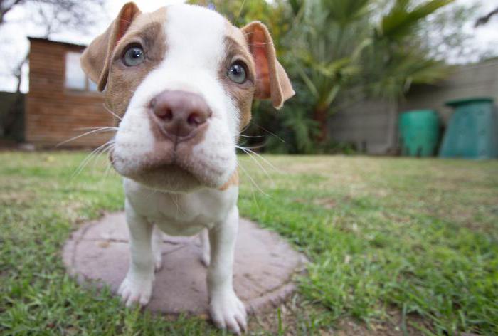 how many times a day to feed puppies