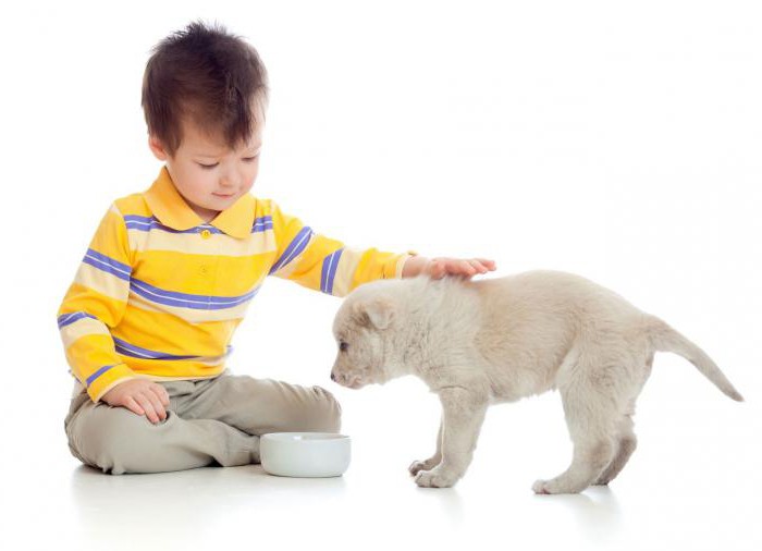 how many times a day to feed a shepherd puppy