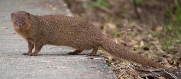 animals of japan