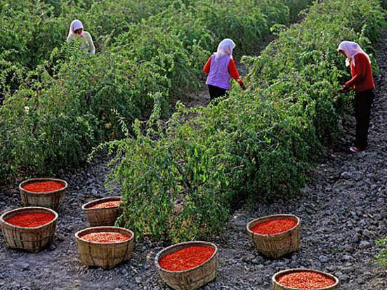 growing goji berries planting care how to collect