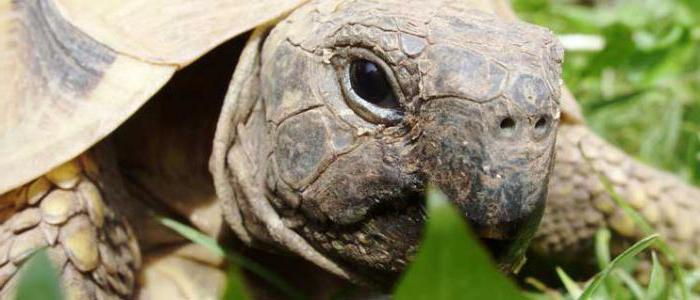 черепаха никольского средиземноморская черепаха 