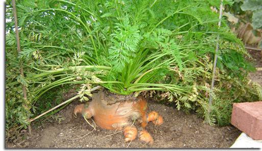 морковь посадка и уход в открытом грунте 
