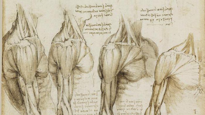 Вклад Леонардо да Винчи в анатомию