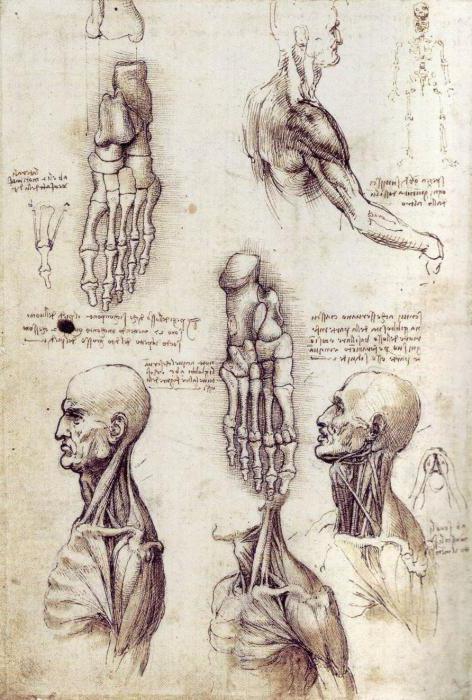 Открытия Леонардо да Винчи в анатомии