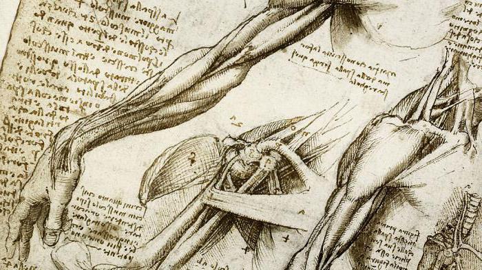 Вклад в развитие анатомии Леонардо да Винчи 