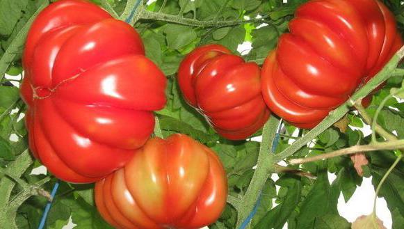 Лотаринская красавица томат отзывы