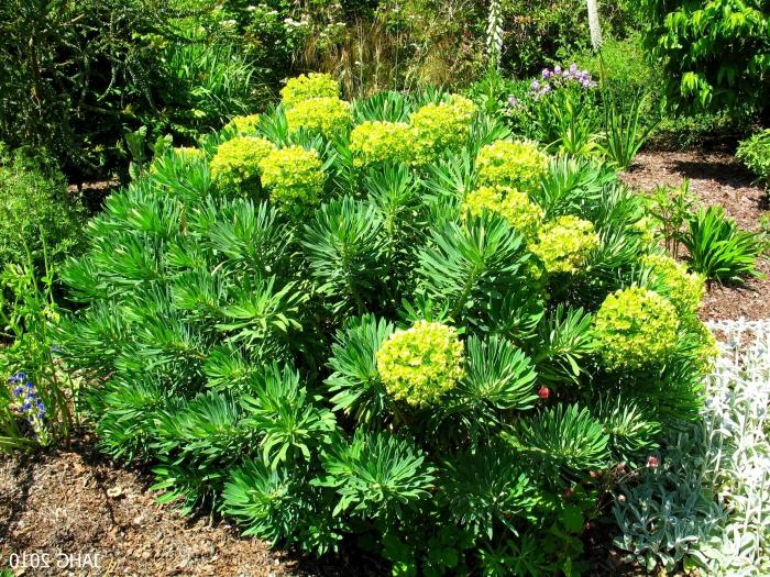 Euphorbia garden