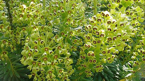 Euphorbia comb