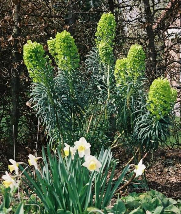 Euphorbia Tirucalli