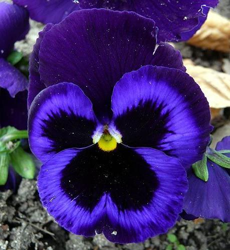 pansy flowers growing