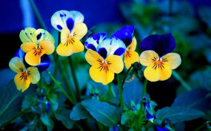 Two-color pansies