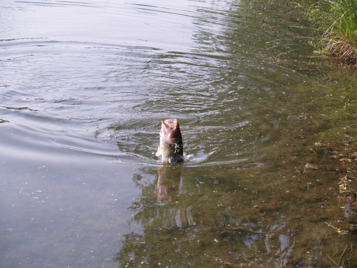 Croatian Egg Catching