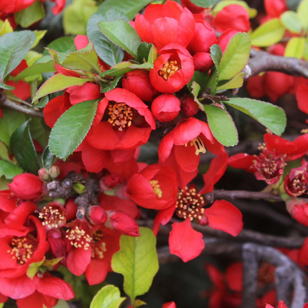 Фото японской айвы в цвету и плоды