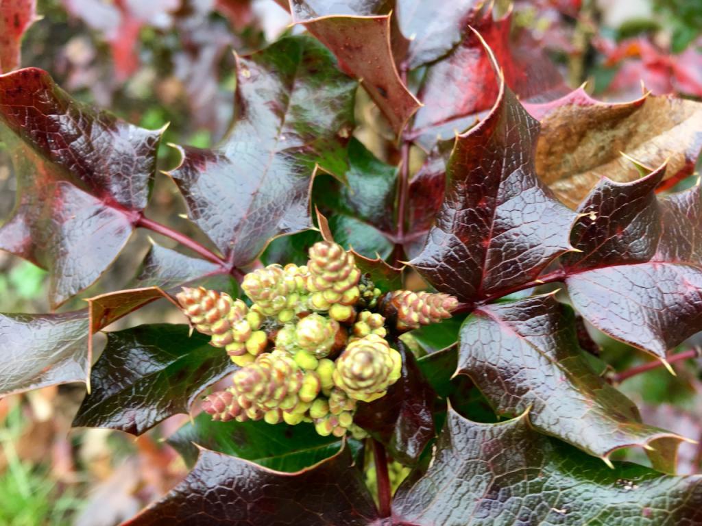 The plant is beautiful all year round