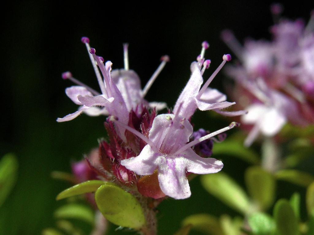 Flower appearance