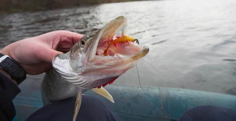 Catching pikes on a wobbler from a boat