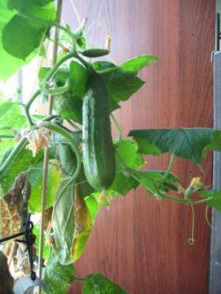 Cucumbers