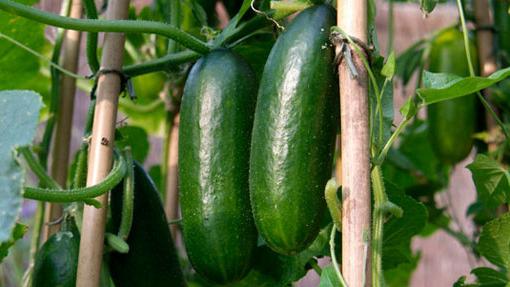 Outdoor planting of cucumbers