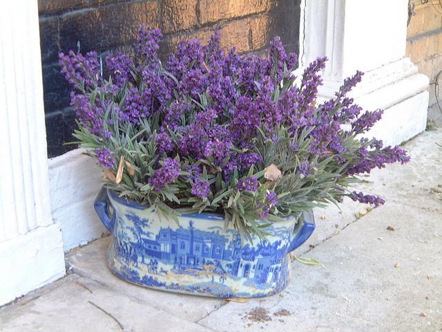 Lavender at home