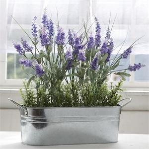 Lavender Home