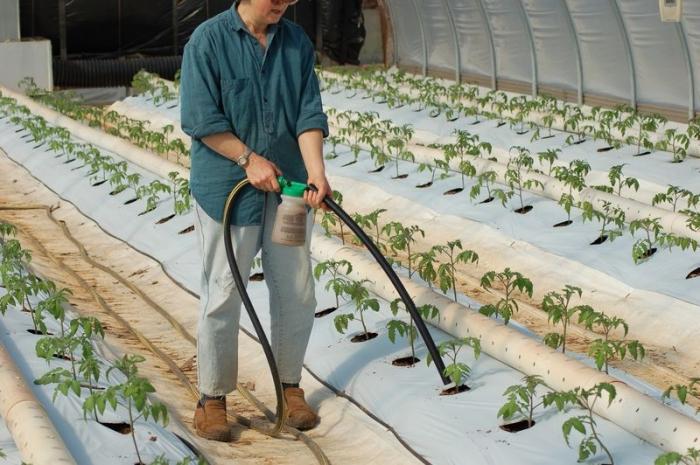 Tomatoes in the greenhouse