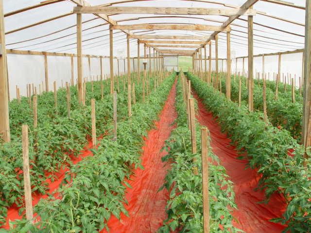 Foliar top dressing tomato