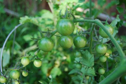 Greenhouse tomatoes