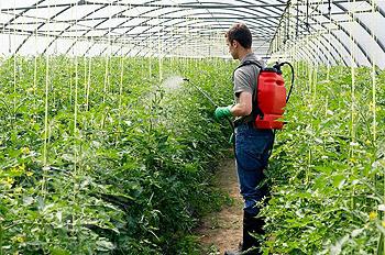 Topping a tomato in a greenhouse