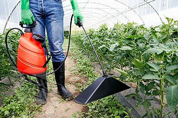 The first feeding of tomatoes in the greenhouse