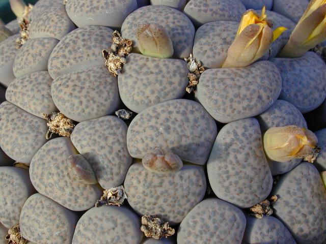 Flower living stones