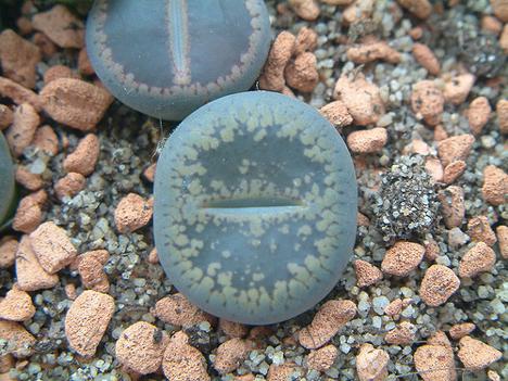 Lithops