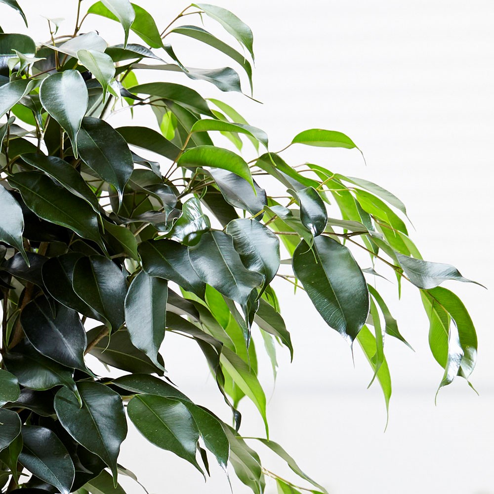 Фикус с бело зелеными листьями название фото