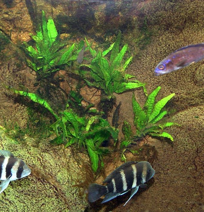 fern in the aquarium