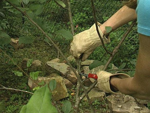 Pruning Cherries in Autumn