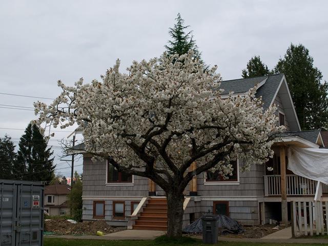 Correct tree crown