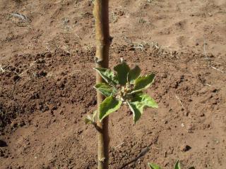 Pear planting time